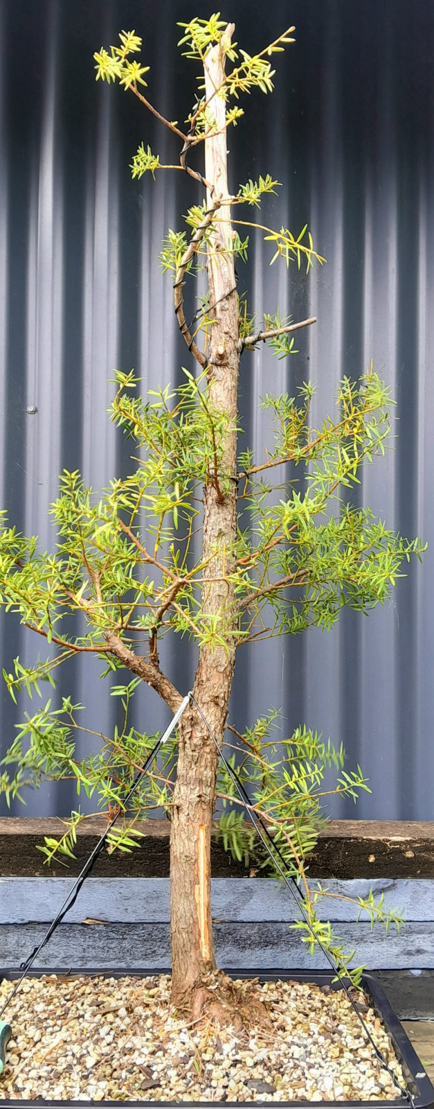 image_transcoder.php?o=sys_images_editor&h=43&dpx=1&t=1769509962